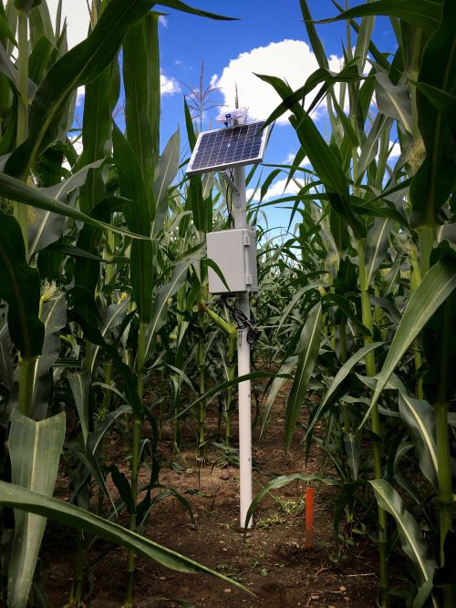 Weather station in a corn field.