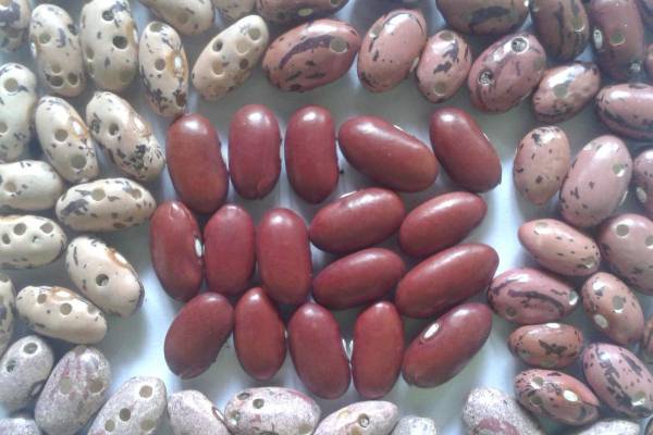Genetics | Genetic enchancment of dry beans for broached resistance for South Africa
