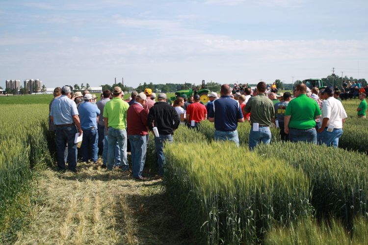 People standing in a wheat field watching a presentation.