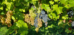 Michigan grape scouting report – Sept. 29, 2021