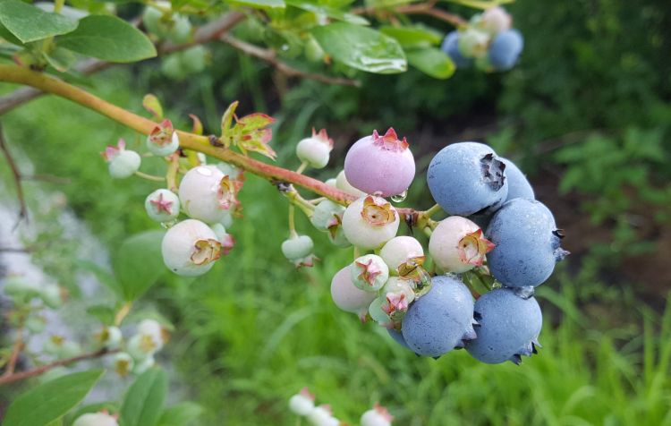 Jersey blueberries