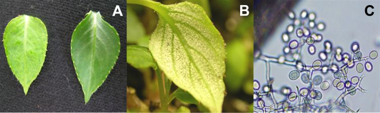 Downy mildew symptoms on impatiens leaf and oval sporangia under microscope