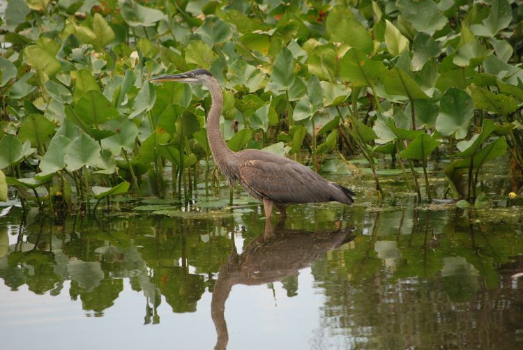 Photo by Bethany Bohlen, MSU Extension.