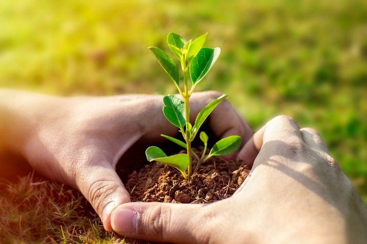 Hands making a heart around some soil and a seedling about 3 inches high in the center.