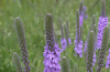 Hoary verbena flowers