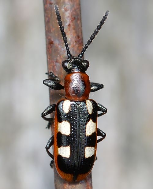 Asparagus beetles