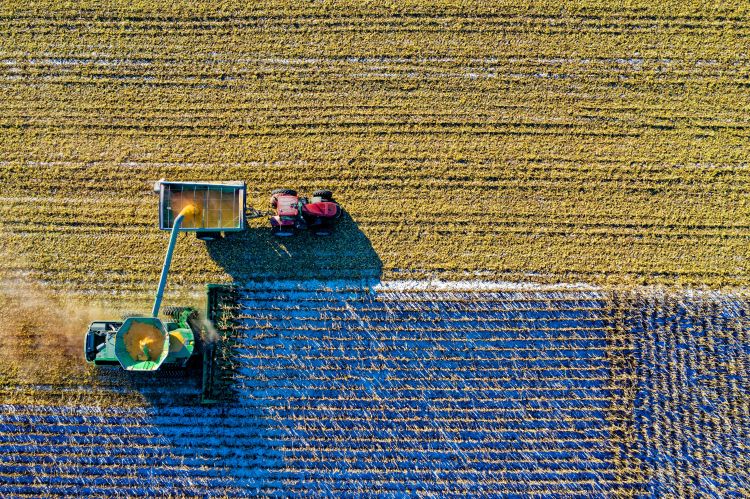 harvester in field harvesting corn