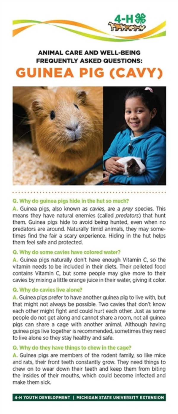 Photo of guinea pig on bookmark with guinea pig information.