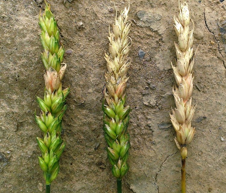 Fusarium head scab symptoms on a single spikelet (left), half of head (middle) and entire head (right).