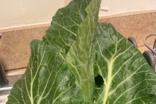 All about collard greens: Handling, preparing and storing