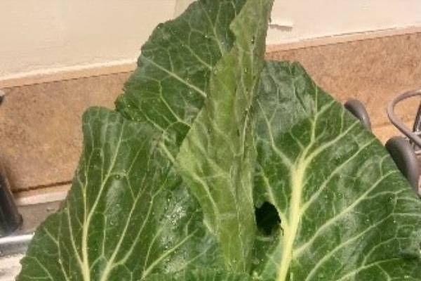 All about collard greens: Handling, preparing and storing