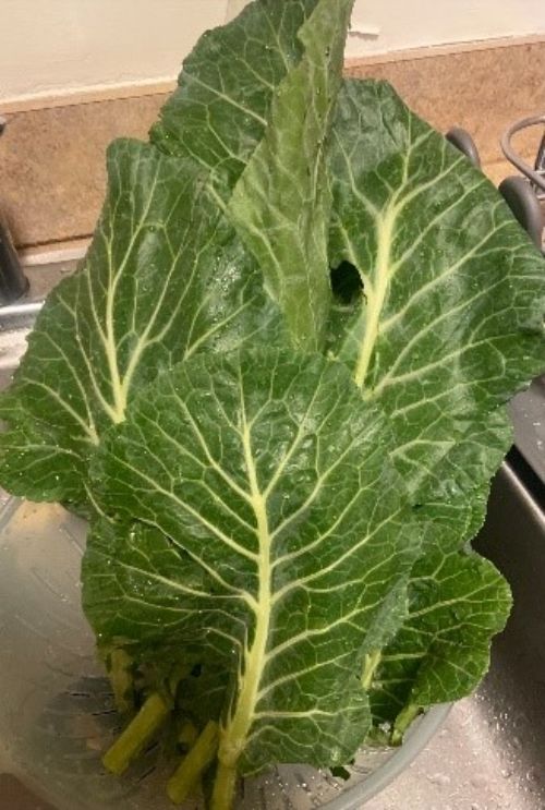 Collards – All You Need to Know