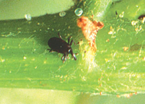  Adult beetle. 