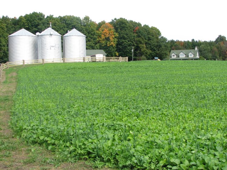 Walk to highlight extending livestock fall grazing with cover crops