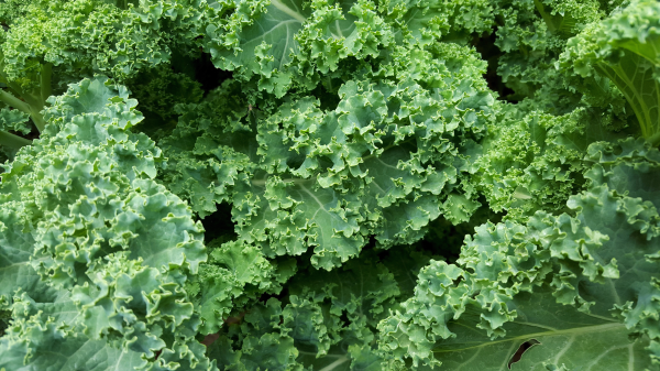 How To Grow Kale And Collards Msu Extension