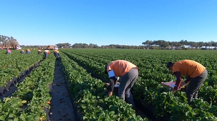 Workers in a field