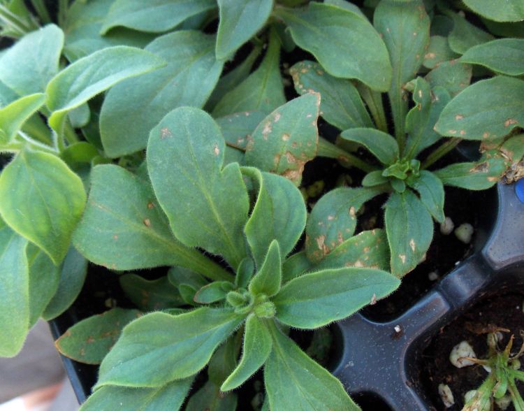 Leaf spotting caused by Acidovorax spp. on petunias.