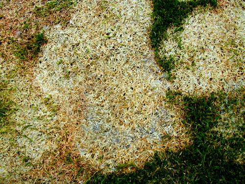 gray snow mold 8.JPG