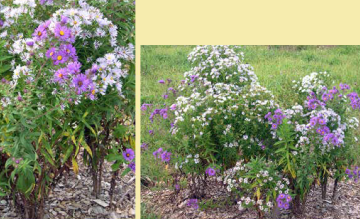 New England aster