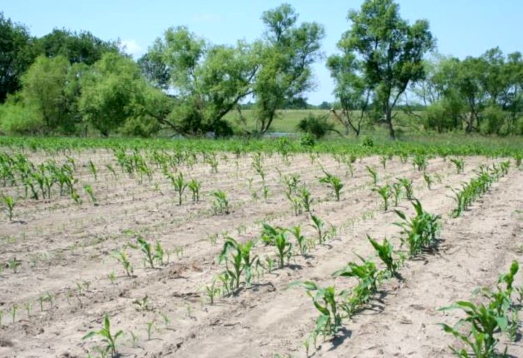 Patchy corn left after sandhill cranes damaged a field.