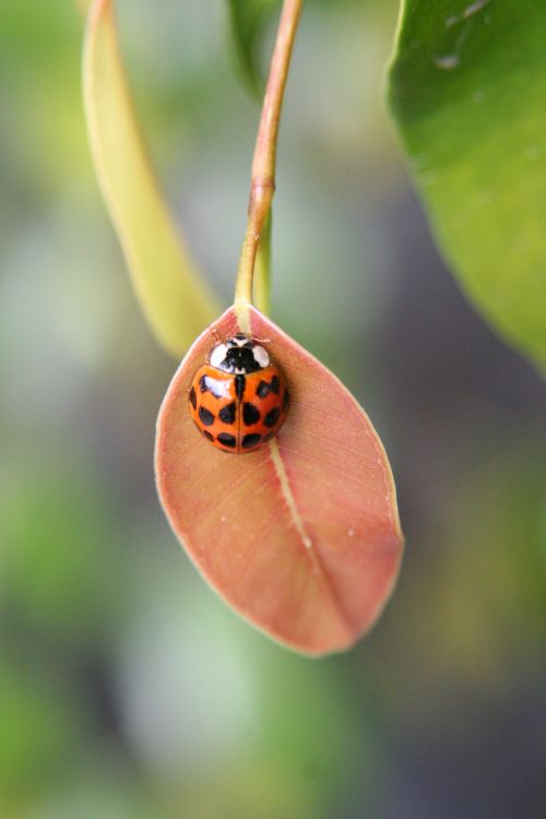 Increasing sunlight and warmer temperatures wake up hibernating insects. Photo credit: ardelfin, Morguefile