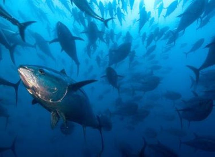Managers who have more -- and more subtle -- tools may be able to generate more profit from a sustainable fishery than they can using marine protected areas alone.
