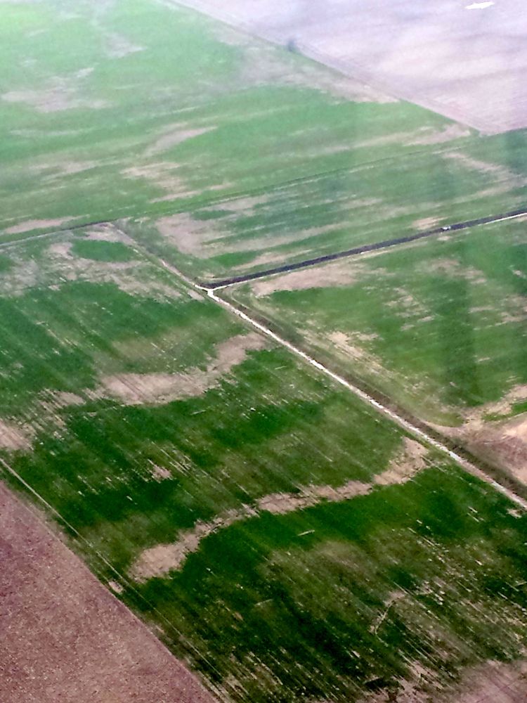 Typical dead areas within wheat fields due to winter kill. Photo credit: Sutherland, MAC
