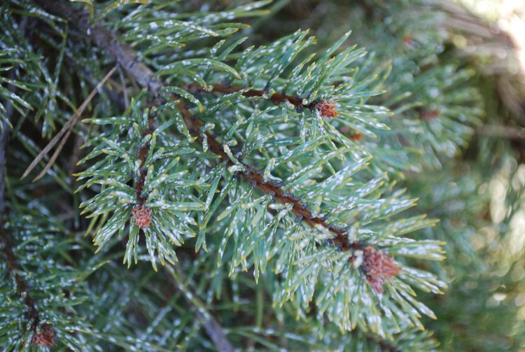 Pine needle scale may go unnoticed until second generation crawlers move to the new growth and secrete white, waxy covering in fall. When populations are heavy, trees may become un-harvestable.