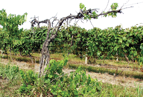  Infected vines are often symptomless. 