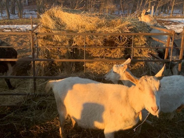 white colored goat in front of a feeder full of hay.