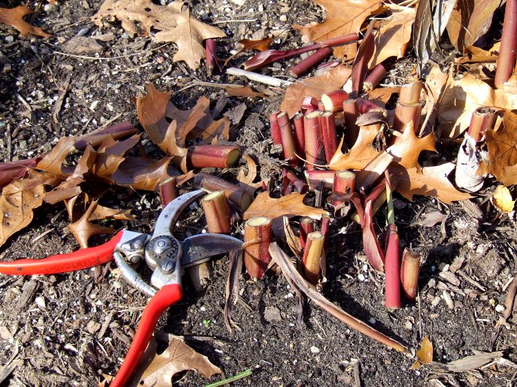 Trim Cannas back to ground level. All photos by Rebecca Finneran, MSU Extension