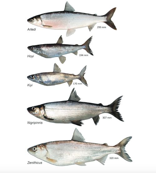 Extant ciscoes of the Laurentian Great Lakes are shown. Image: Andrew Muir (Great Lakes Fishery Commission).