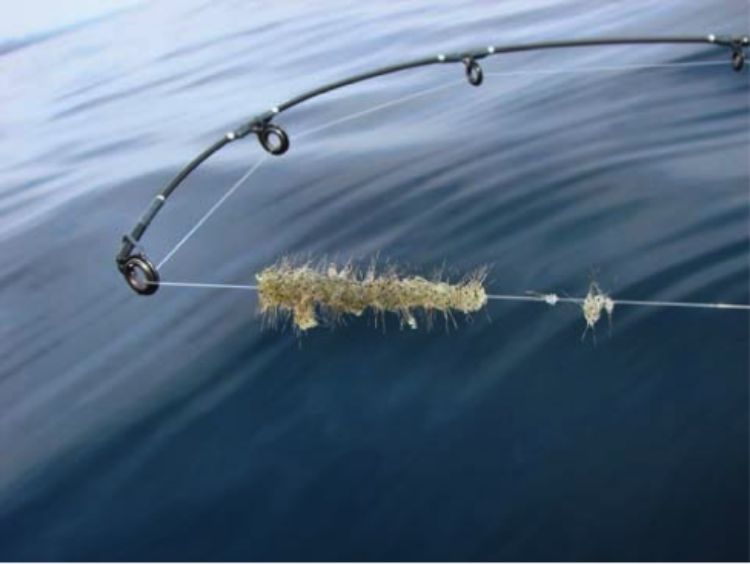 Spiny water fleas collect on fishing lines and downrigger cables and can clog the first eyelet of rods, damage a reel’s drag system, and prevent fish from being landed. Photo: Lake George Association