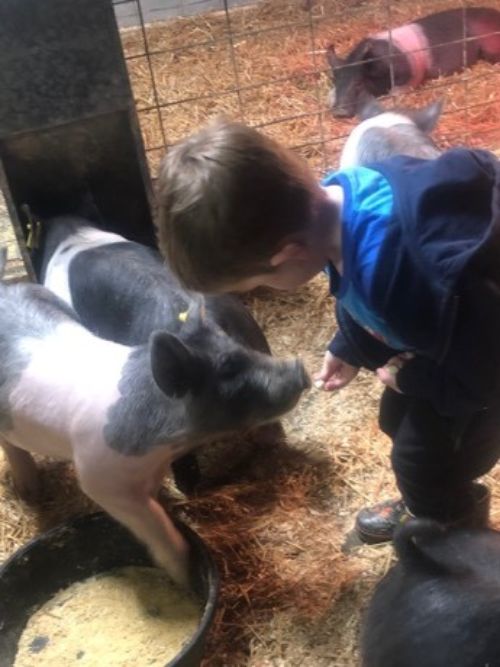 Child feeding two pigs