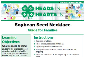 Heads In, Hearts In: Soybean Seed Necklace