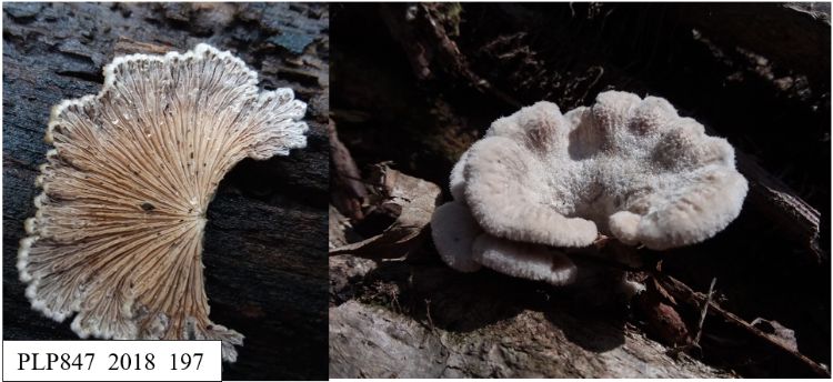 Schizophyllum commune (PLP847_2018_197). Characteristic split gill pattern on the underside of the mushroom cap (left). The top of the fruiting body roughly resembling a type of bracket fungus and appearing velvety in texture (right).