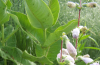 Hairy beardtongue