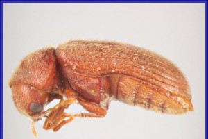 Drugstore beetle