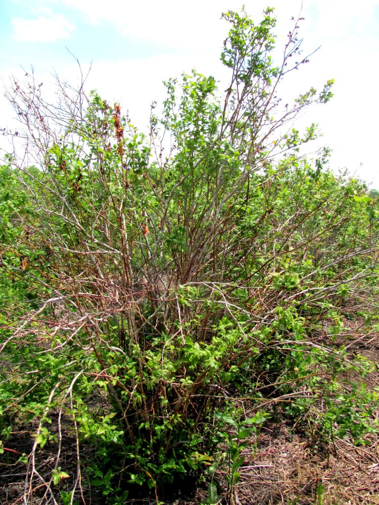 Blueberry plant with collapsing shoots. All photos: Carlos Garcia-Salazar, MSU Extension