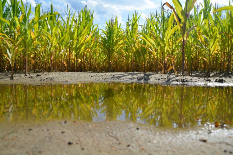 Puddle in corn field