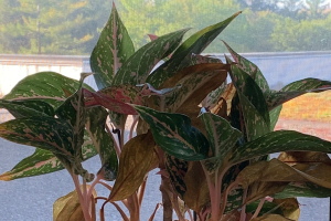 You Might be Surprised which Houseplants Survived 10 weeks without Watering