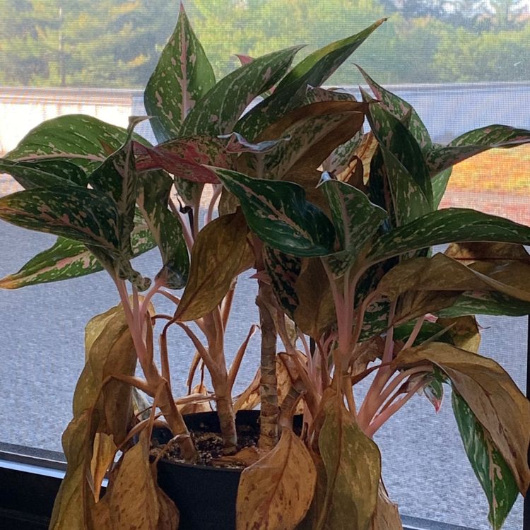 Chinese Evergreen