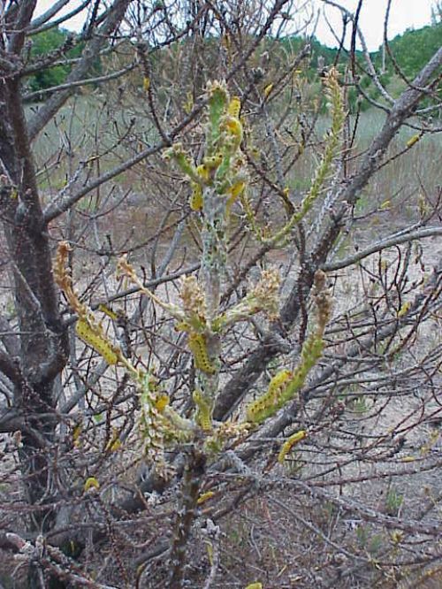 Jack pine defoliated by redheaded pine sawflies. Photo by Jill O’Donnell, MSU Extension