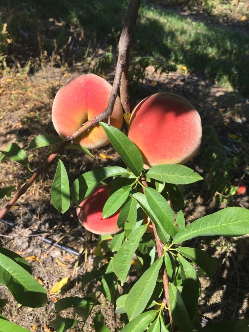 Desiree peach harvest started last week and other peaches are ripening now.