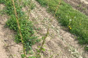 Michigan hop crop report for the week of May 24, 2021