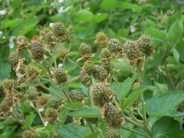 These green blackberries will ripen in about two weeks. Primocane fruiting blackberry varieties allow blackberries into the fall. All photos by Mark Longstroth, MSU Extension