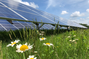 MSU hosts Solar Pollinator Habitat webinar series