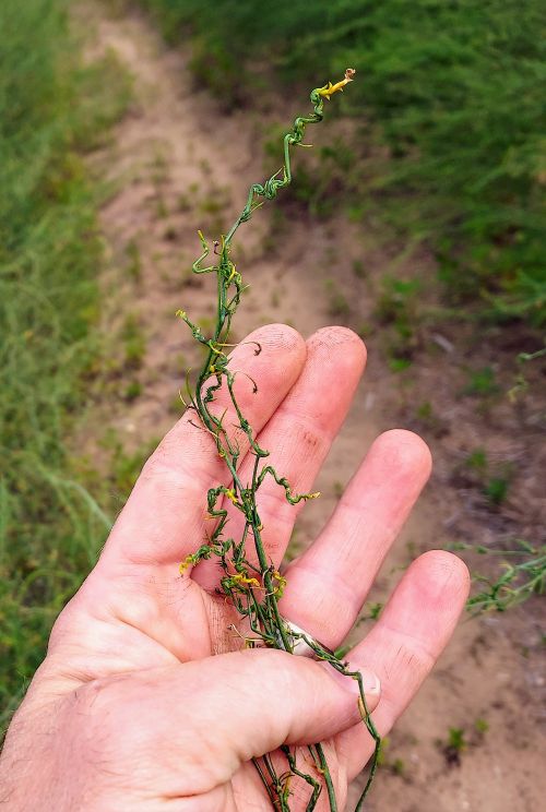 A hand holding asparagus fern that has herbicide injury.