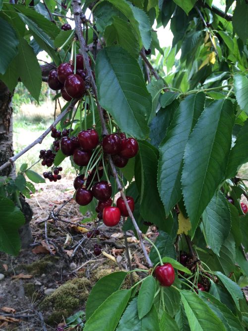 Cherries from Steffens Orchards in Alpine Township, Michigan. | Photo by Kendra Wills