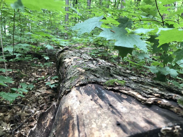 tree trunk on forest surrounded by leaves